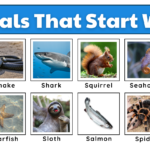 Animals That Start With the Letter S