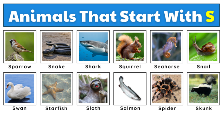 Animals That Start With the Letter S